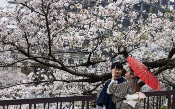 Сүүлийн 1,200 орчим жилийн түүхэнд Япон улсын интоорын модод  хамгийн эрт цэцэглэжээ 