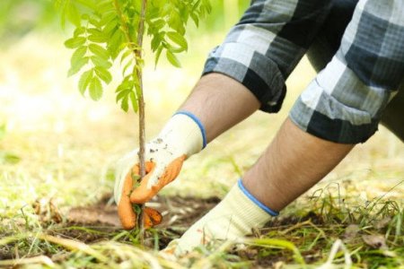 “Тэрбум мод” үндэсний хөдөлгөөний хүрээнд 127.9 сая мод тарьжээ