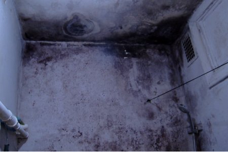 10  жилийн турш оршин суугчид хөгц, мөөгөнцөртэй орчинд амьдарч байна