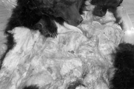 Хүрэн баавгай хууль бусаар агнасан хэргийг илрүүлжээ