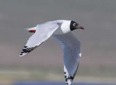 BIRDING MONGOLIA TOUR + KHURKH VALLEY EXTENSION