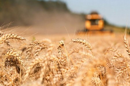 Тариаланчид ургацынхаа дийлэнх хувийг хураан аваад байна