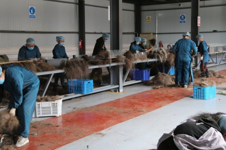 Адууны шир, дэл, сүүлийг дотоодын боловсруулах үйлдвэрүүдэд нийлүүлэх арга хэмжээг хэрэгжүүлж байна