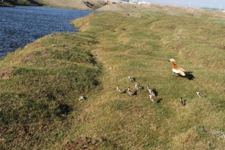 Авто замд хашигдсан хондон ангирыг нүүлгэн шилжүүллээ