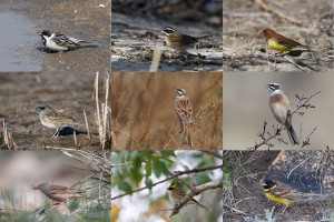 Bird watching tour to far eastern Mongolian steppe