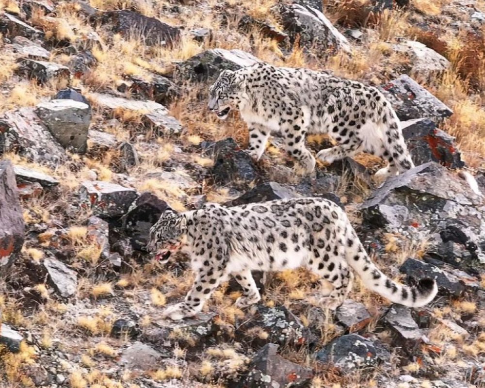 Successful Snow Leopard tour in September 2023