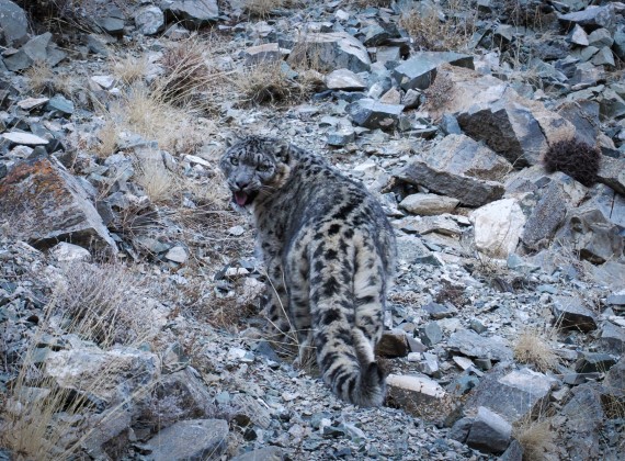 Snow leopard and Pallas's cat observation tour in Mongolia