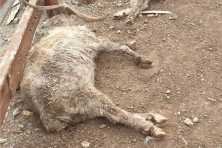 Ачааны автомашинаар тээвэрлэсэн ямаанаас зургаа нь үхэж хорогджээ