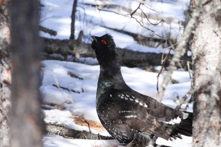 Wintering birds of Siberian taiga forest in Mongolia