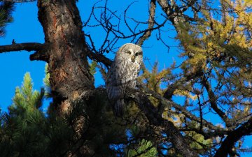 Discovery of a breeding site of Great grey Owl, Ural Owl and Northern hawk Owl in central Mongolia. (Sep 2016)