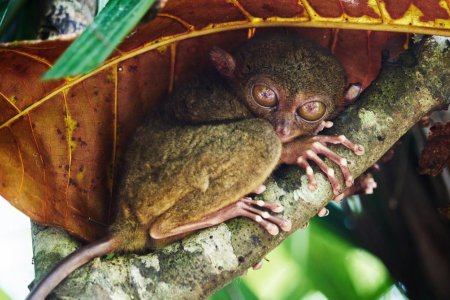 10 гаранхан см-ийн хэмжээтэй сармагчин Филиппинд амьдардаг