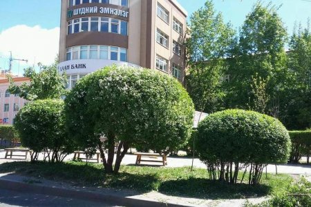 Улиасны хэлбэржүүлэлтийг зөв хийснээр цагаан хөвөн багасч, ногоон байгууламжийн өнгө үзэмж нэмэгдэж байна