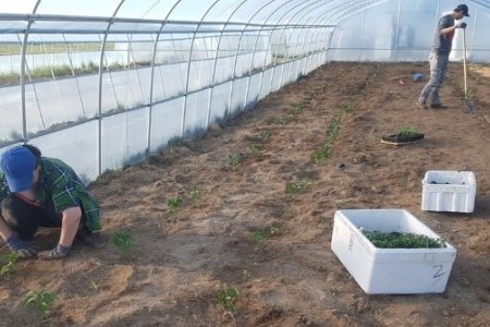 Бүлгийн зохион байгуулалттайгаар хүнсний ногоо тариалах арга хэмжээнд хамрагдсан иргэдийн тариалалт амжилттай явагдаж байна