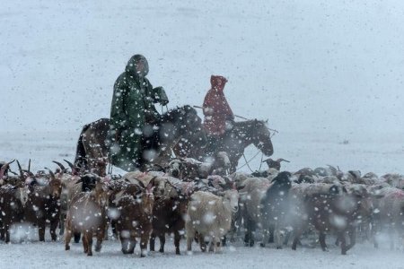 Хатгал тосгоны 392 өрхийн 46200 толгой мал бэлчээрлэх боломжгүй болжээ