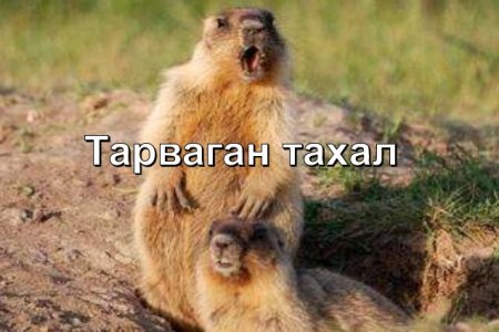 Увс аймагт тарваган тахал өвчний сэжигтэй тохиолдол илэрчээ