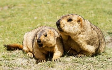 ОХУ-д тарваганы махыг хүнсэнд хэрэглэхийг хориглолоо