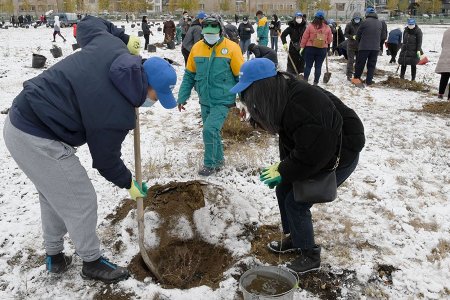 Үндэсний цэцэрлэгт хүрээлэнд хоёр өдөрт 3000 мод тарина