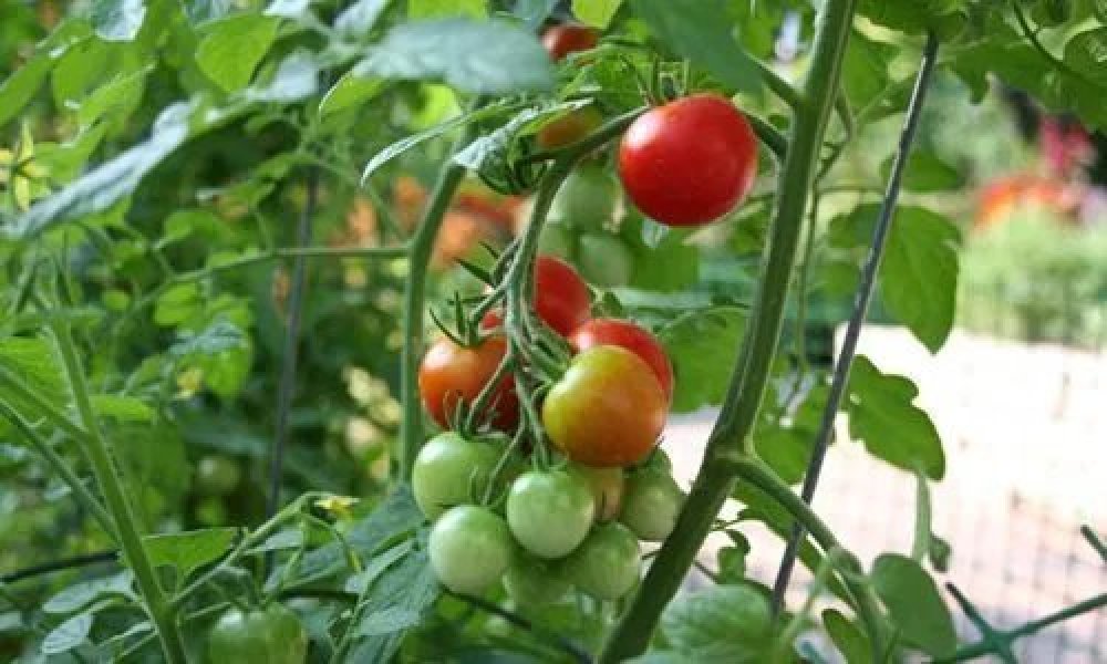 Үе дамжсан уурхайчин С.Отгондэлгэр