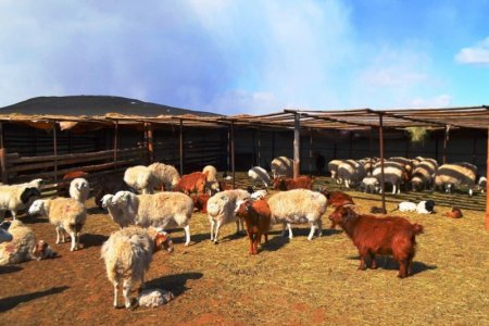 Мал төллөлт 46 хувьтай үргэлжилж байна