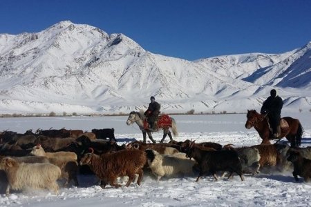 Өвөлжилт хүндэрсэн аймгуудад 3,8 мянган тонн өвс үнэгүй олгохоор боллоо