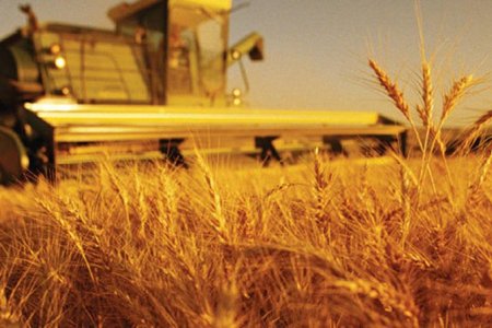 Энэ онд 362.7 мянган га талбайд Улаанбуудай тариалж, 500 гаруй мянган тонн ургац хураан авахаар тооцжээ