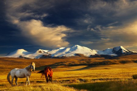 Mongolia travel advice