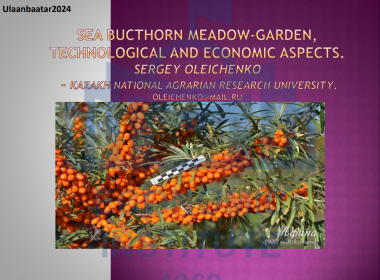 SEA BUCTHORN MEADOW-GARDEN, TECHNOLOGICAL AND ECONOMIC ASPECTS. SERGEY OLEICHENKO