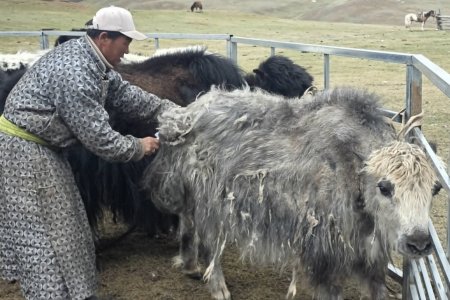 Сарлагийн хөөвөр, тэмээний ноосны чанар, үнэ цэнийг нэмэгдүүлэх чиглэлээр малчдад практик сургалт зохион байгуулж байна