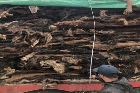 515 мянган  адууны ширийг Хөдөө аж ахуйн биржээр бүртгэлжүүлэн арилжжээ