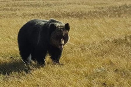 Богд ууланд баавгайн мөр илэрчээ