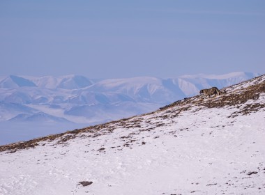 EPIC!!  Winter mammal (Snow leopard, Pallas’ cat, wolves and other) photography tour with Singaporeans