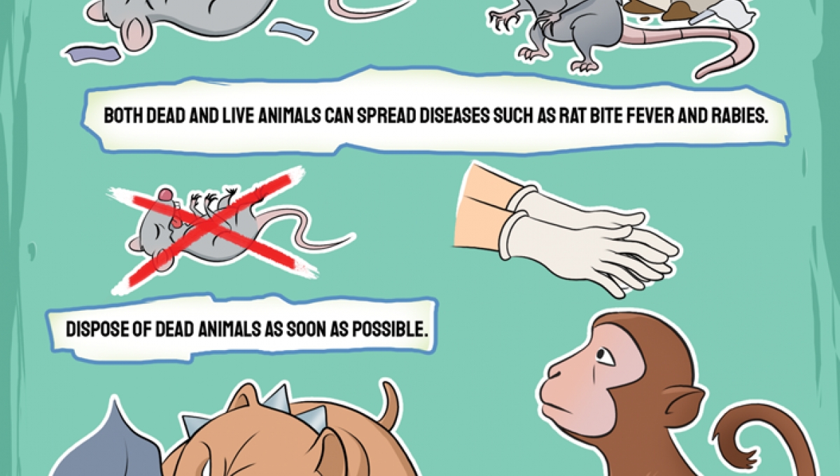 Encountering rodents and animals | Rodents safety | Animal safety ...