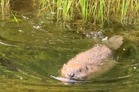 Минжийг байгальд дасгах хиймэл цөөрөм байгууллаа