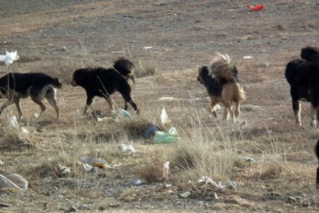 Сүргээрээ ууланд бүгж, зээр, тарвага бариад байсан 157 золбин нохойг устгалаа