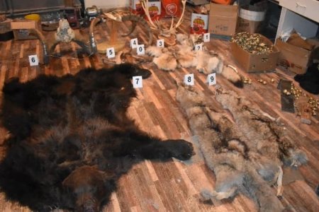 Хүрэн баавгайн нойтон арьс зэргийг худалдан борлуулахыг завджээ