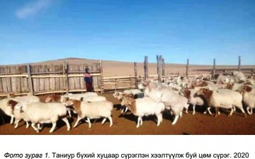Цөм сүрэг малчдын хүртэх үр өгөөжийг нэмэгдүүлж байна