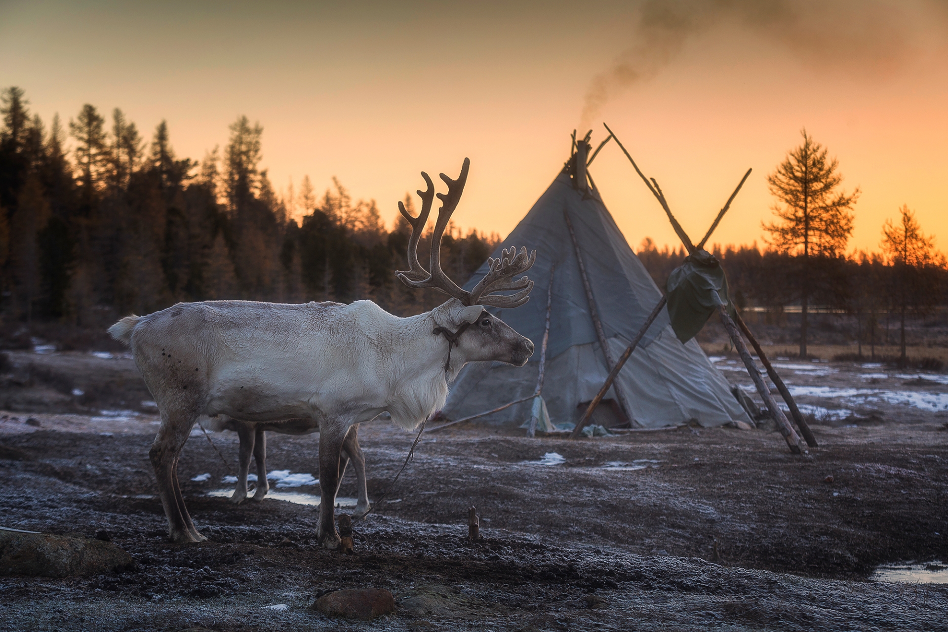 STEP INTO WEST TAIGA - North Mongolia 