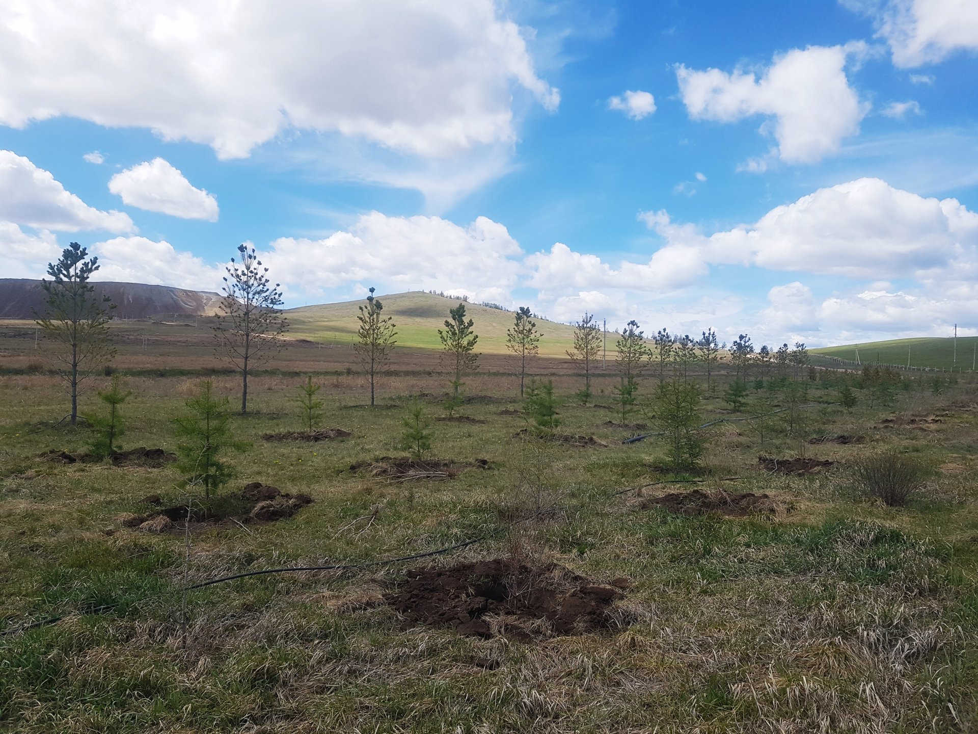 AIC staff planting trees for a good cause