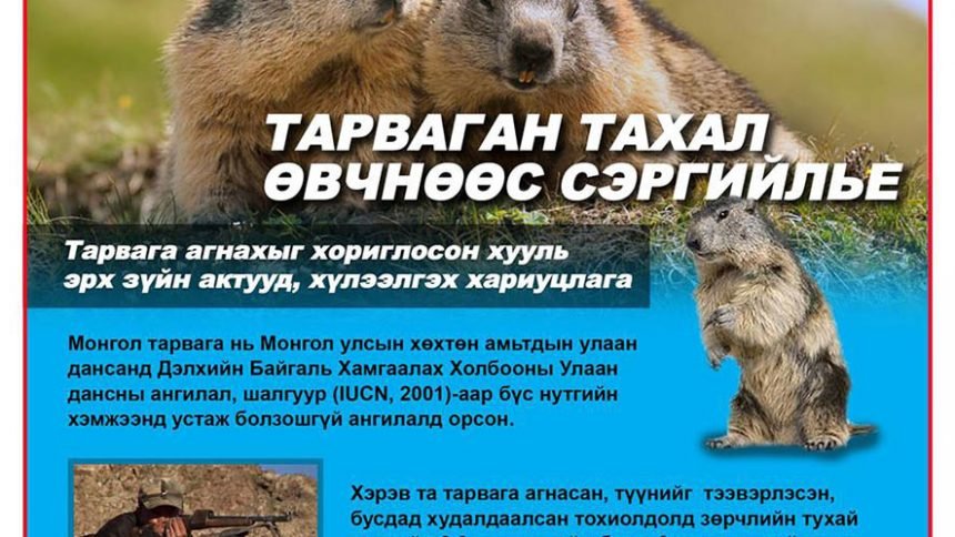 ТАРВАГАН ТАХАЛ ӨВЧНӨӨС СЭРГИЙЛЬЕ! 