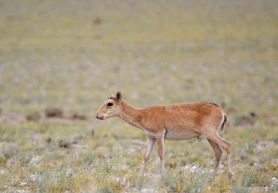 Mongolian saiga antelope protection project