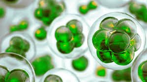 ДЭГДЭМХИЙ ОРГАНИК НЭГДЛҮҮД