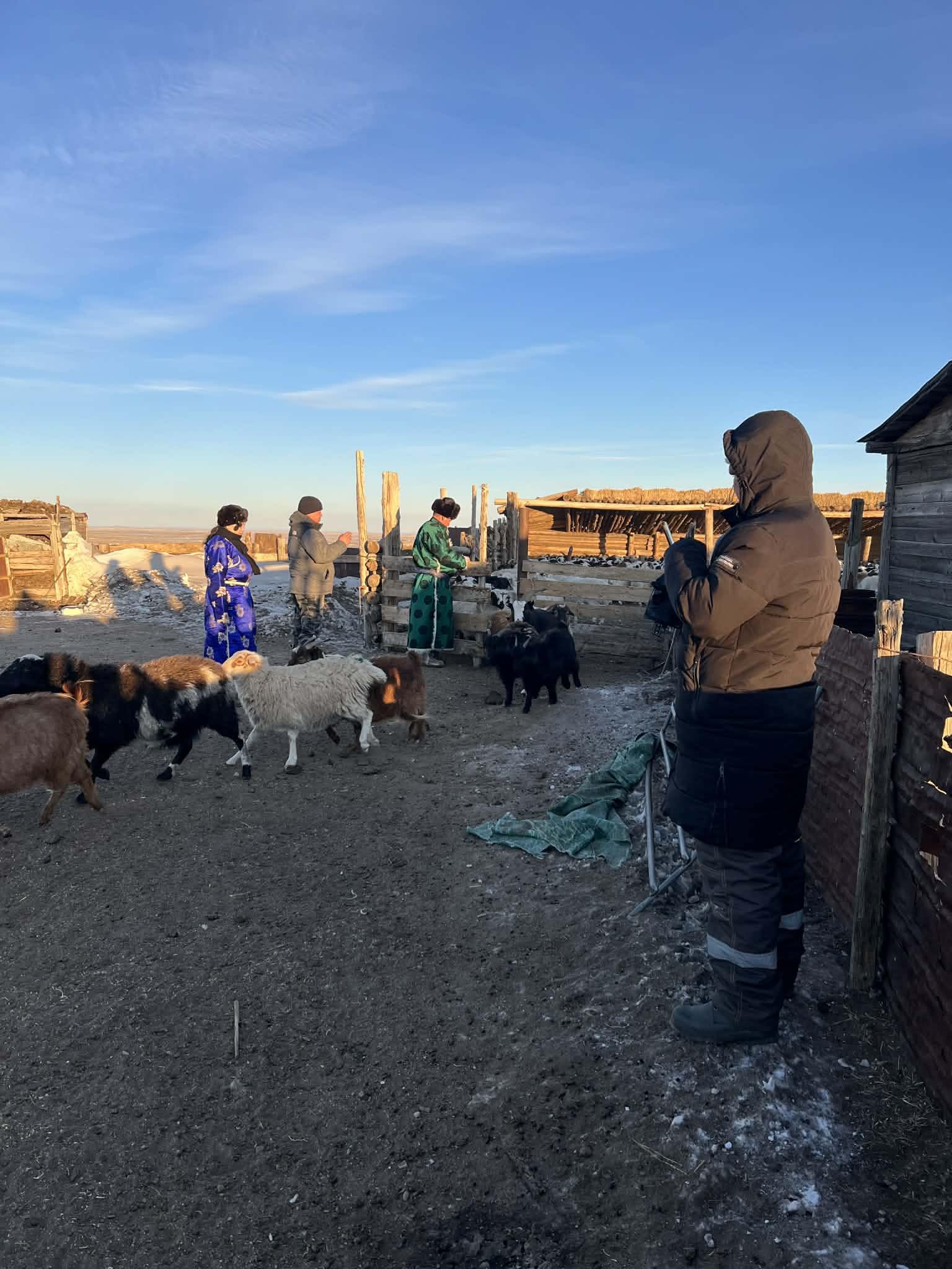 МАЛ, ТЭЖЭЭВЭР АМЬТАД, ХАШАА ХУДГИЙН  2025 ОНЫ ТООЛЛОГО ЯВАГДАЖ БАЙНА.
