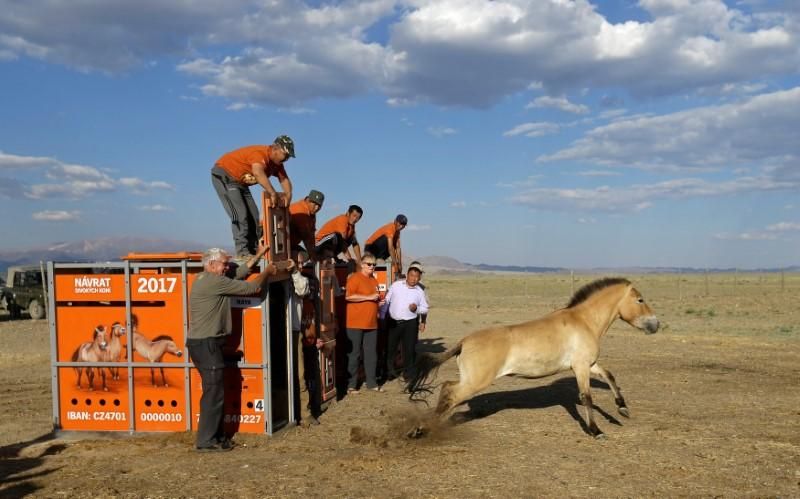 From Prague to Mongolia, wild horses return to the steppes
