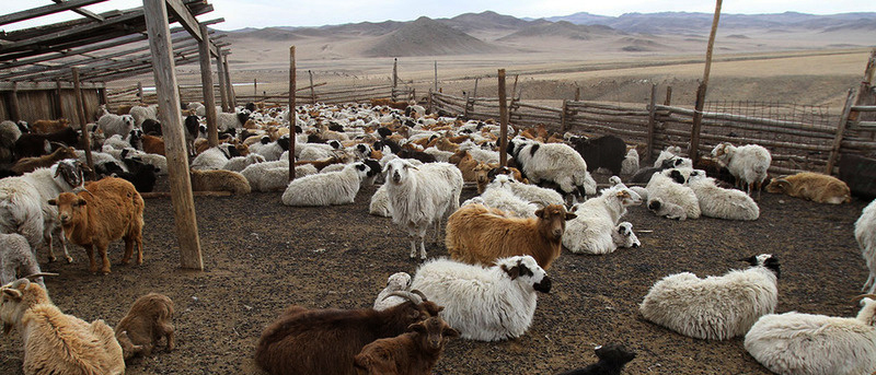 Монгол Улс түүхэндээ хамгийн их буюу 66.2 сая малтай болжээ