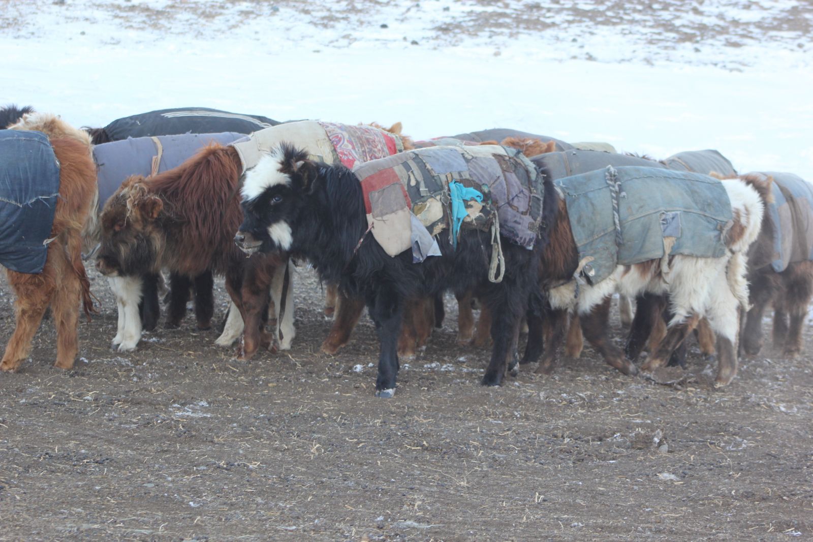 Өвөлжилт хүндэрснээс зуд нүүрлэж эхэллээ