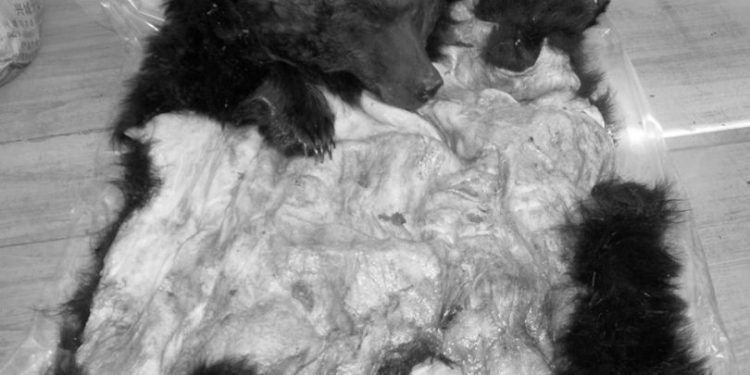 Хүрэн баавгай хууль бусаар агнасан хэргийг илрүүлжээ