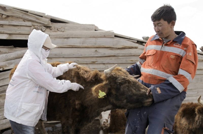 Шүлхий өвчнөөс урьдчилан сэргийлэх вакцинжуулалт улсын хэмжээнд 80 хувьтай явагдаж байна