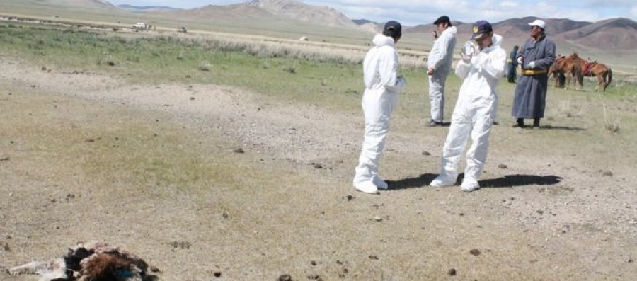 Дөрвөн аймагт малын шүлхий, галзуу өвчин илэрчээ