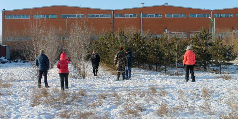 Хотын ногоон байгууламжийг гоёл чимэглэлийн моддоор өргөжүүлнэ