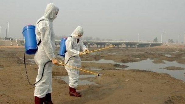 Мандал суманд 260 үхэр устгажээ